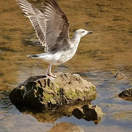 Lejlighed Centar Starigrad Paklenica